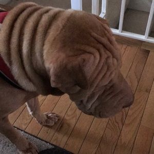 Meet your Posher, Norma